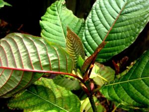 kratom's legality in my state USA