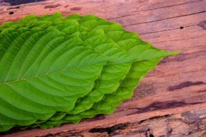 best vendor to buy kratom for sale online buy kratom