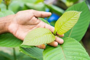 how to intake kratom safely