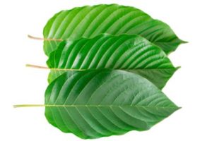 kratom leaf for sale