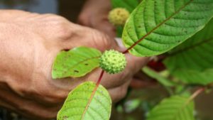 where to buy kratom at best price