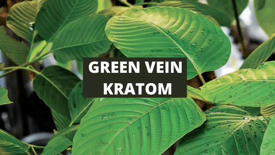 green vein kratom