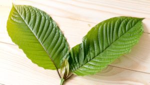 mitragyna speciosa kratom leaf