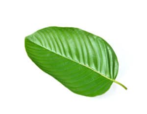 what is kratom leaf