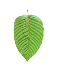 what is the best type of kratom