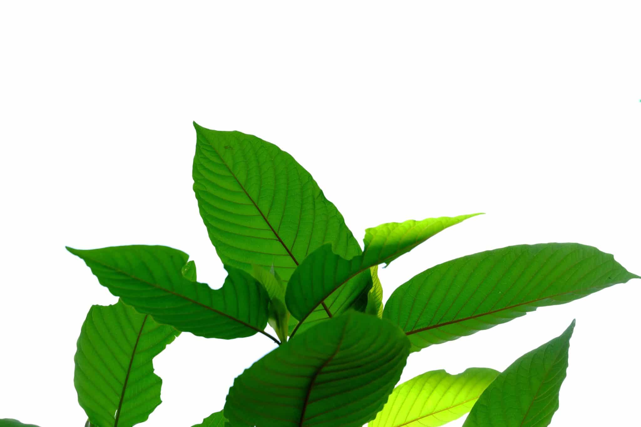 Kratom Tennessee for sale