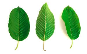 kava and kratom difference