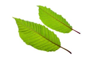 Kratom's Legal Status