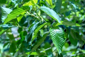 hill country kratom for sale online