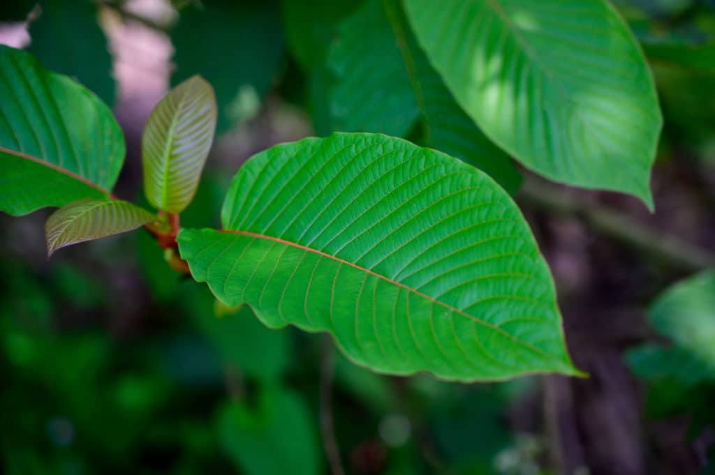 Kratom What Is It explained